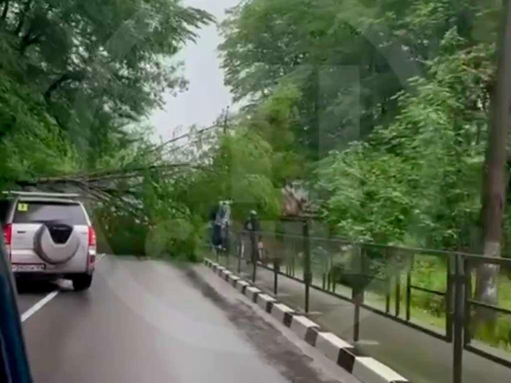В Сочи упало дерево на трассе, одно село осталось без электричества