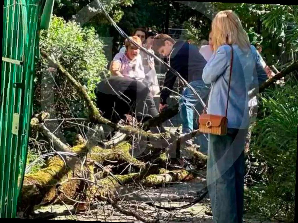 Женщину в Сочи чуть не задело упавшим деревом