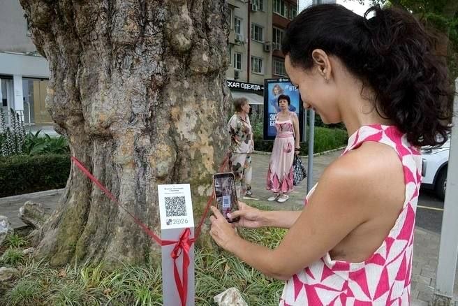В Сочи в реестр внесли три столетних дерева-патриарха с QR-кодами